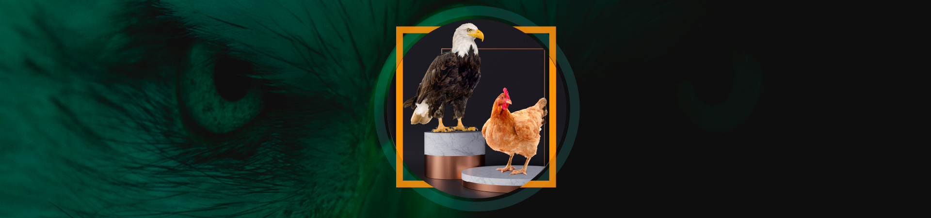 Header-cursos especificos (11).jpg aguila o gallina